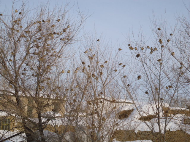 新疆鳥(niǎo)歸林.jpg